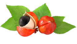 Fi.GA Fiori di Guarana 250ml