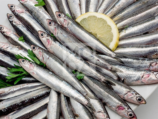 MODA Frozen Hamsi Anchovy) 400g  [Next Day Shipping Only]